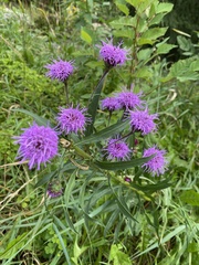 Liatris ligulistylis