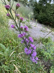 Liatris ligulistylis