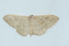 Idaea rubraria