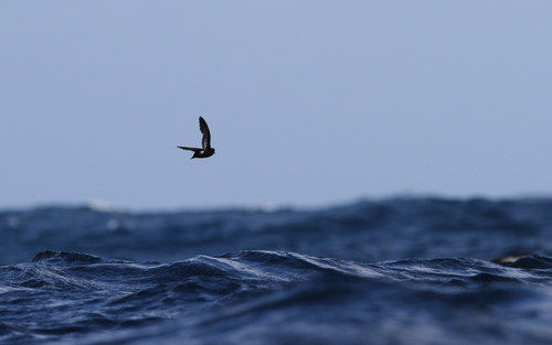 Paíño europeo (Hydrobates pelagicus)
