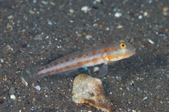 Valenciennea puellaris