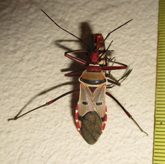 Phonoctonus