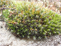 Grimmia ovalis
