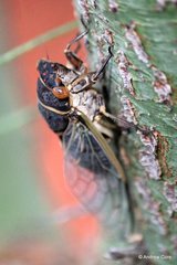 Diceroprocta semicincta