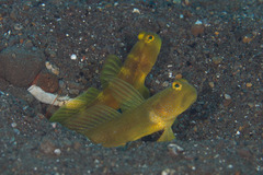 Cryptocentrus fasciatus