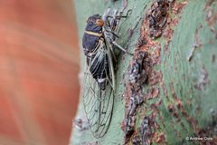 Diceroprocta semicincta