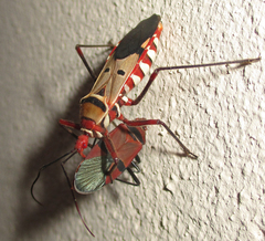 Phonoctonus