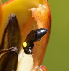 Hylaeus honestus