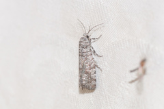 Retinia gemistrigulana