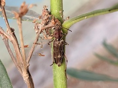 Xylotrechus stebbingi