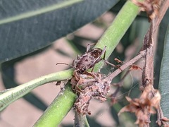 Xylotrechus stebbingi