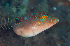 Canthigaster compressa