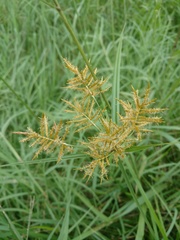 Cyperus esculentus leptostachyus