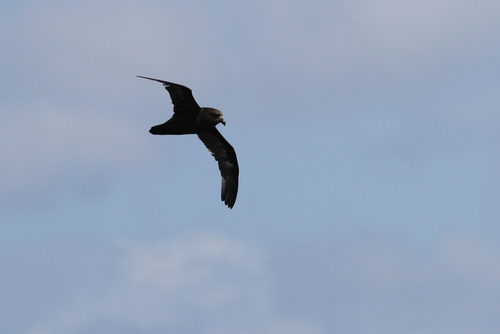 Great-winged Petrel