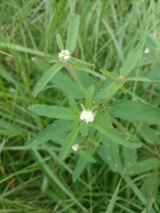Croton glandulosus septentrionalis