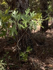 Quercus laevis
