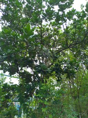 Palaquium formosanum