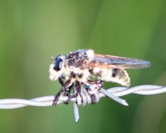 Mallophora bomboides