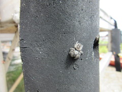 Phidippus borealis