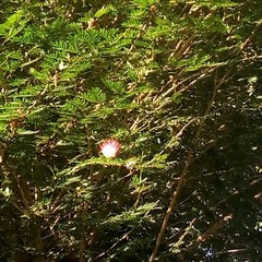 Calliandra californica