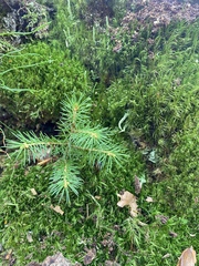 Picea abies