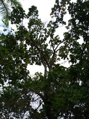 Palaquium formosanum