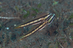 Valenciennea helsdingenii