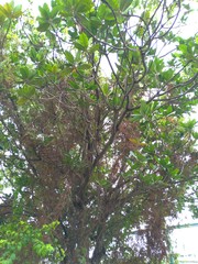 Palaquium formosanum