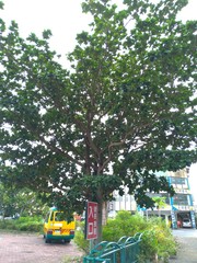 Palaquium formosanum