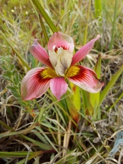 Moraea tricolor