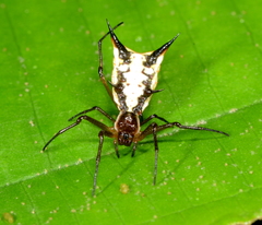 Micrathena necopinata