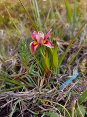 Moraea tricolor