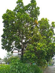 Palaquium formosanum