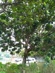 Palaquium formosanum