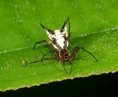Micrathena necopinata