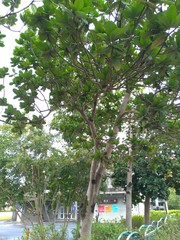 Palaquium formosanum