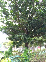Palaquium formosanum