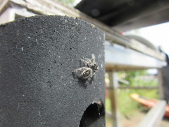 Phidippus borealis