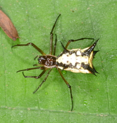 Micrathena necopinata