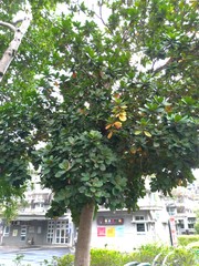 Palaquium formosanum