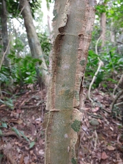 Piptadenia gonoacantha