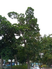 Palaquium formosanum