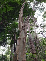 Piptadenia gonoacantha