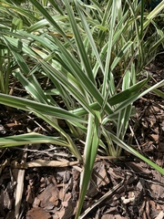 Ophiopogon jaburan