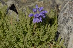 Polemonium viscosum