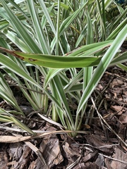 Ophiopogon jaburan