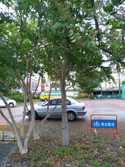 Palaquium formosanum