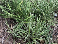 Ophiopogon jaburan