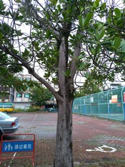 Palaquium formosanum