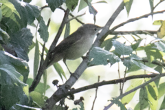 Acrocephalus scirpaceus